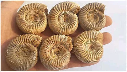 

Лечебный аммонит из Мадагаскара BASILOSAURUS 168г