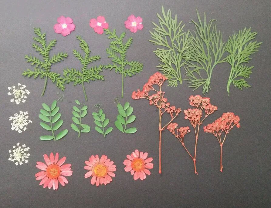 100 шт. микс сушеных цветов + листья листьев растения Гербария для ювелирных
