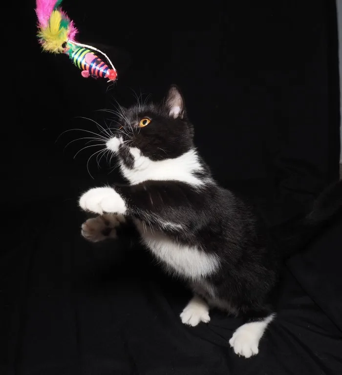 

30 Pcs False Mouse Pet Cat Toys Mini Playing Toys with Colorful Feather Pet Cat Feather Mouse Toys