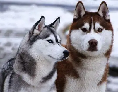 3D поделки алмазов картина Собака Хаски любителей полный квадратный рукоделие