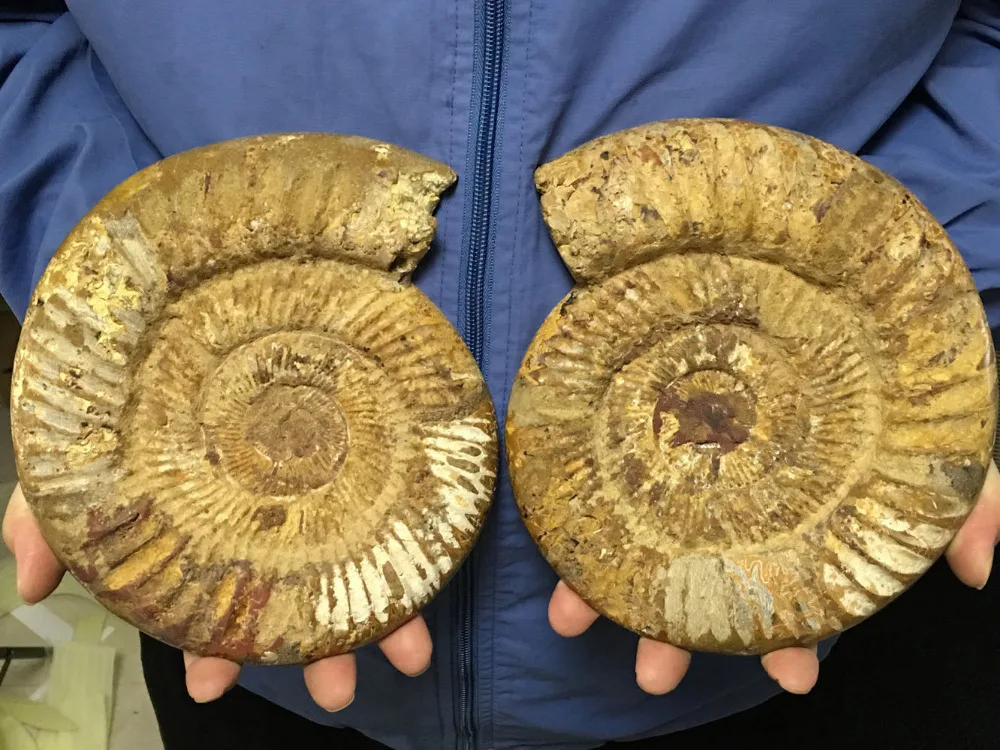 1500g AA + Madagascar Редкие разделенные ископаемые образцы раковины из аммонита целебные