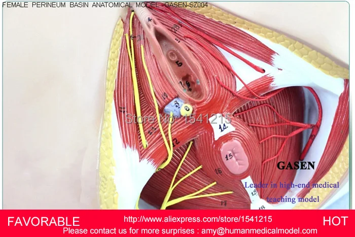 Женская репродуктивная модель вагины генитальная медицинская репродуктивной