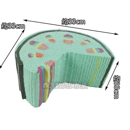 

Biological instrument teaching aids Stem model of dicotyledonous herb experimental apparatus