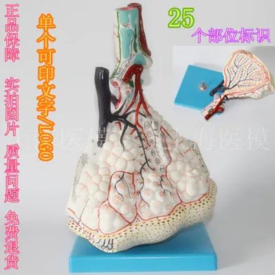 

human model Pulmonary lobular enlargement model alveolar lung anatomy have 25 locations indicating signs PVC free shipping