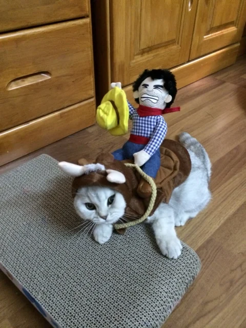 Хорошо так смешно творческий моделирование рыцарь Pet cat собак Платье костюм