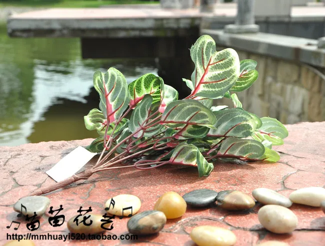 Декоративные амаранта листья Карликовые деревья/Miniascape/горшках организации