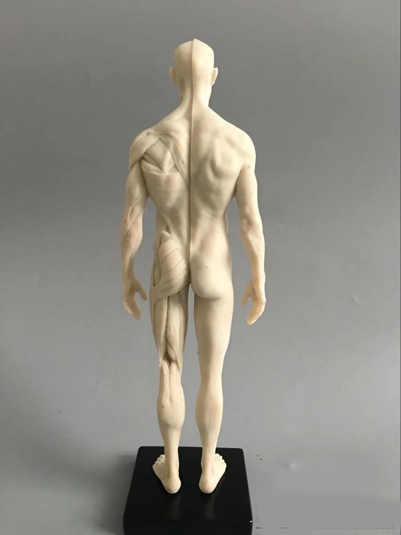 Манекен искусства 30 см модель мышц скелета анатомическая человеческого тела