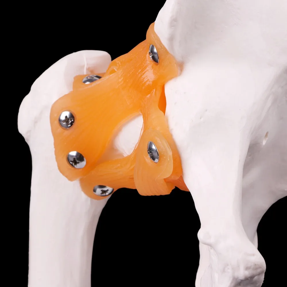 Life Size ligement Hip Joint медицинская анатомическая модель обучение скелету