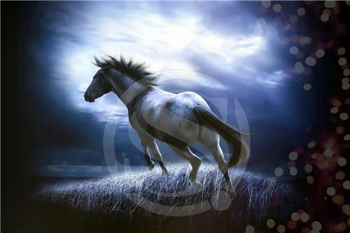 wild animal running black horse custom poster rock star in Home-Office-Living-Room-Decor Classic 50x75 cm @1 | Дом и сад