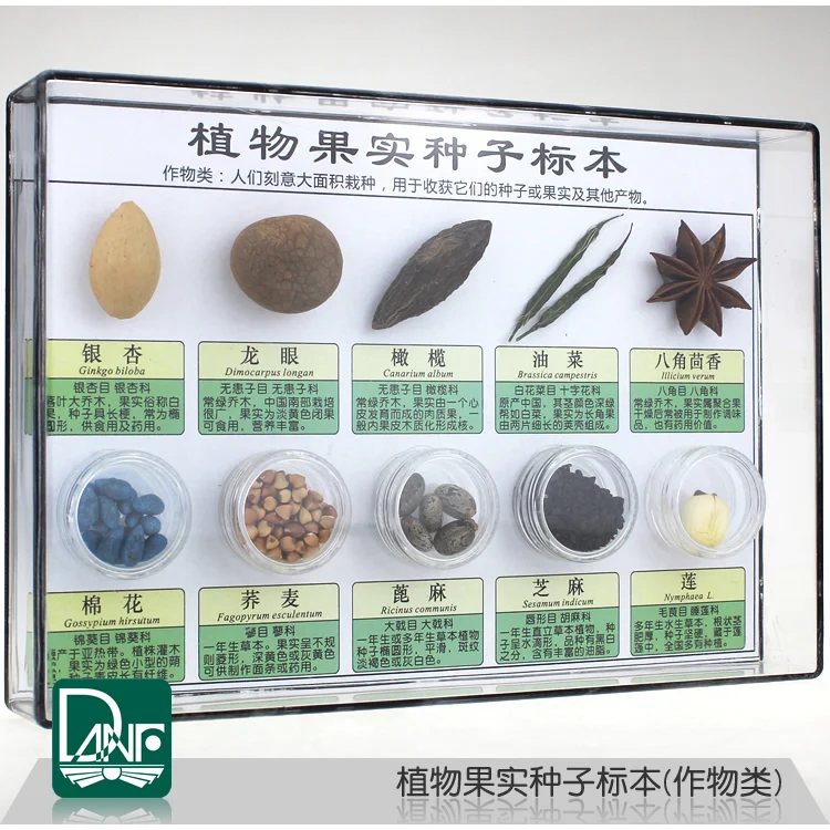 60 Kinds of Plant Fruit Seed Specimens Classification Kindergarten Science Area Teaching Equipment | Канцтовары для офиса и