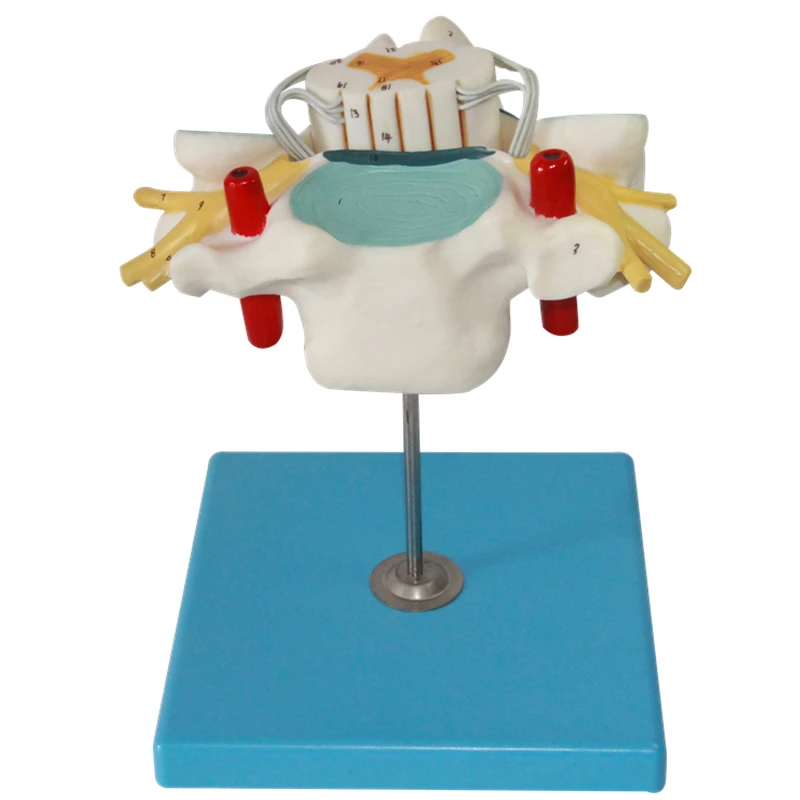 Модель позвоночника шейного отдела позвонков и спинного мозга|vertebras model|cervical spine