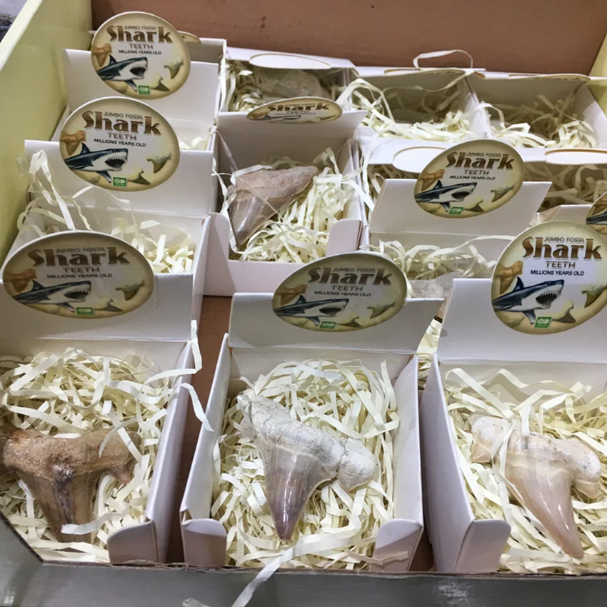 Pinhan натуральные морские животные ископаемые акулы образцы минералов