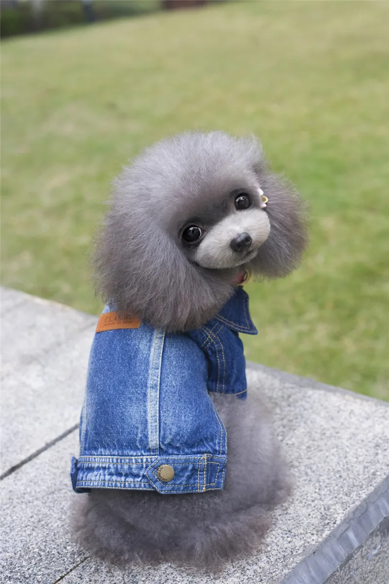 

A39 dog spring autumn denim coat for 2 legs --For pet boys design pet clothing pet dog winter clothes