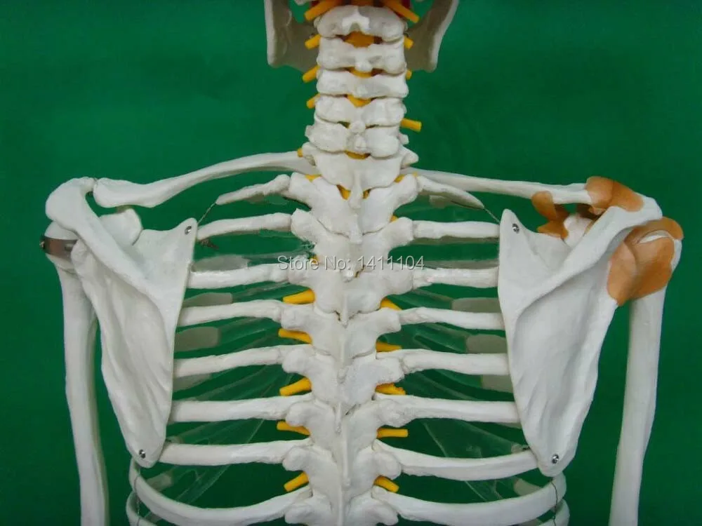 Free shipping&amplife - size human bone skeleton model 170cm with ligament Whole Medical teaching | Канцтовары для офиса и