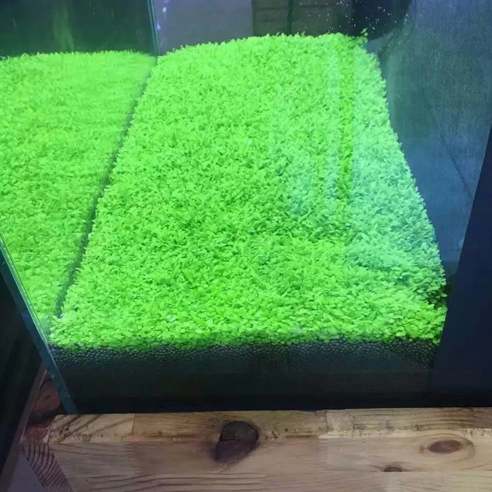 Много аквариумных растений семена водной двойной листовой ковер вода трава аквариум Декор