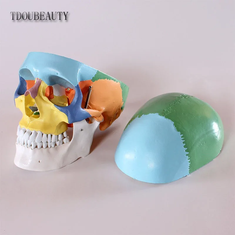 Манекен 22 дюйма анатомическая модель черепа TDOUBEAUTY с дидактической окраской 3