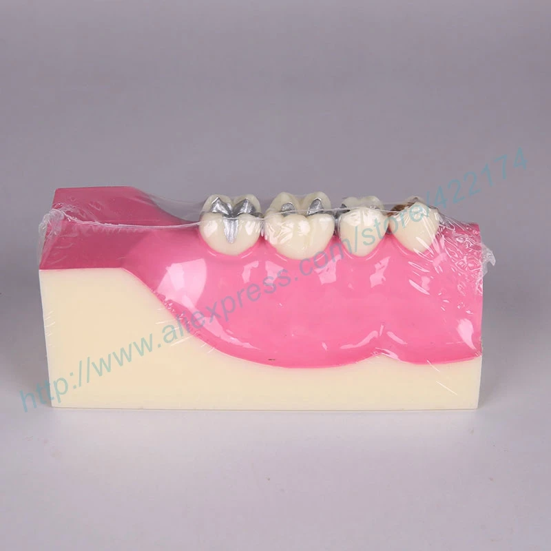 Молярный поперечный сечение модель исследования зубные зубы анатомическая