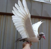 artificial bird whitegray feathers 30x50cm peace bird spreading wings dove bird handicraft home garden decoration gift p2687