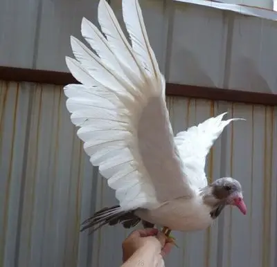 artificial bird white&ampgray feathers 30x50cm peace spreading wings dove handicraft home garden decoration gift p2687 | Дом и сад
