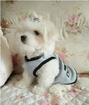 Очень милая Спортивная одежда для собак йоркширских терьеров и чихуа-Хуа костюм