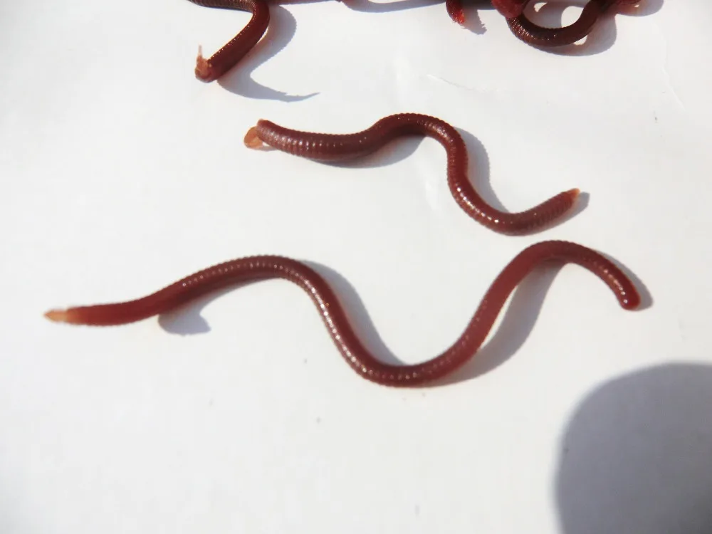 Новая мягкая приманка рыболовные черви 45 шт./лот морские красные дождевые Мягкая