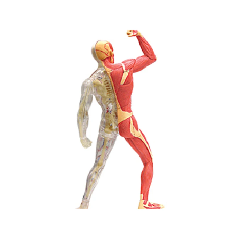 4D мышечная интеллектуальная сборная игрушка HumanOrgan анатомическая модель медицинская обучающая DIY популярная научная техника