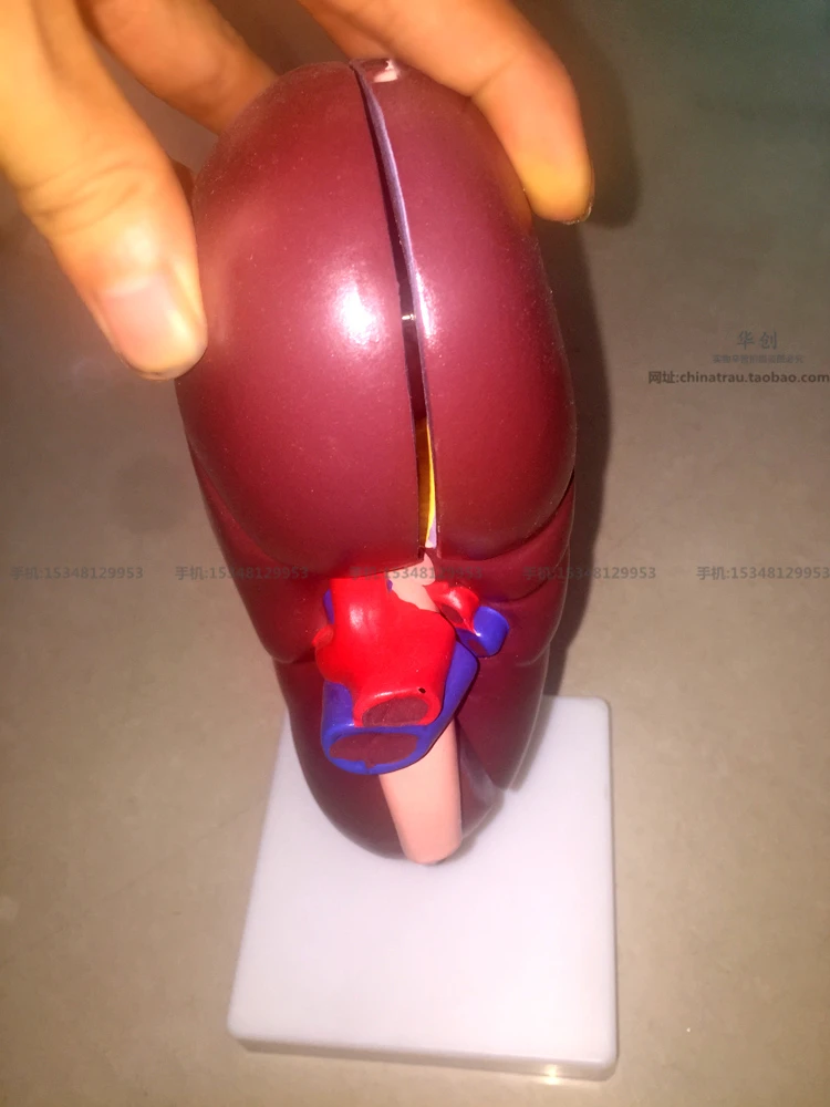 Медицинская модель анатомии почек медицинской медицины Секция обучения и