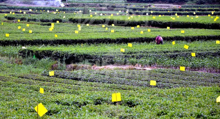 10 шт. липкая доска для мух-ловушки моли комаров летающих насекомые мухи терминалы