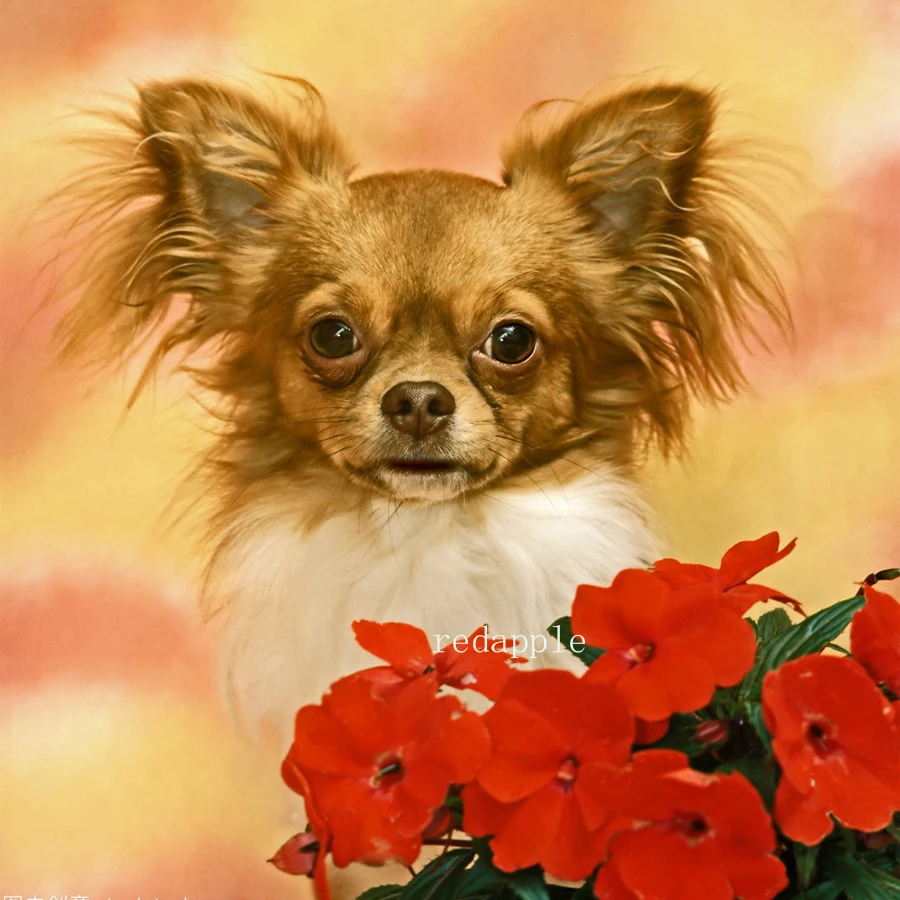 

5D square DIY Diamond Painting chihuahua dog Wall Picture Daimond Embroidery cute pet Cross Stitch kits Mosaic Home Decor crafts