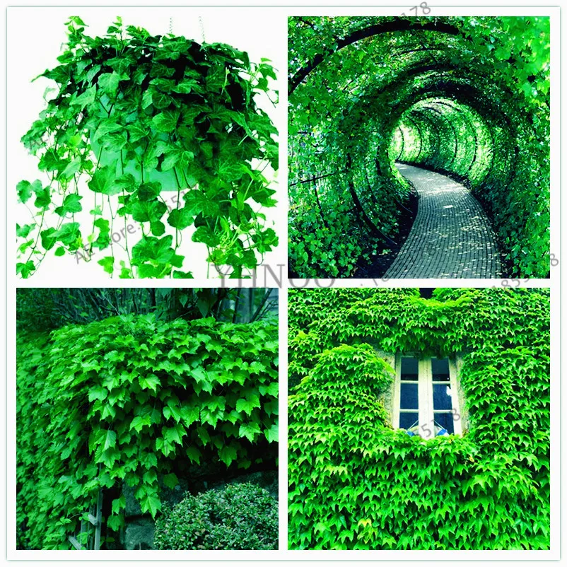 20 шт./упак. зеленый Девичий Виноград плющевидный бонсай плюща Plantas для DIY