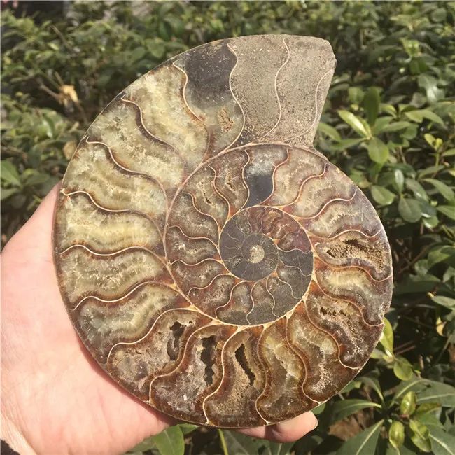 NO.1 596g Натуральный Сплит Аммонит окаменелость образец Ammolite океан животных формы в виде морских животных Мадагаскар образец минерал - Цвет: NO.1 596g