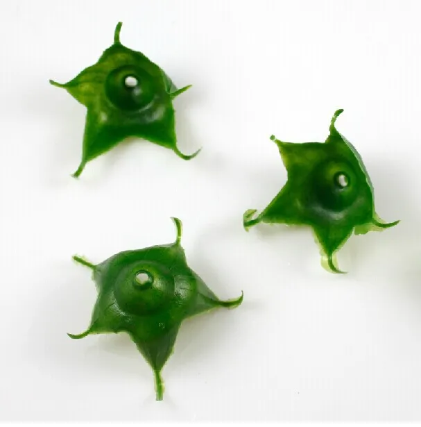 Розетка с листьями розы большой размер 5 см зубчатая шипа пентагональный