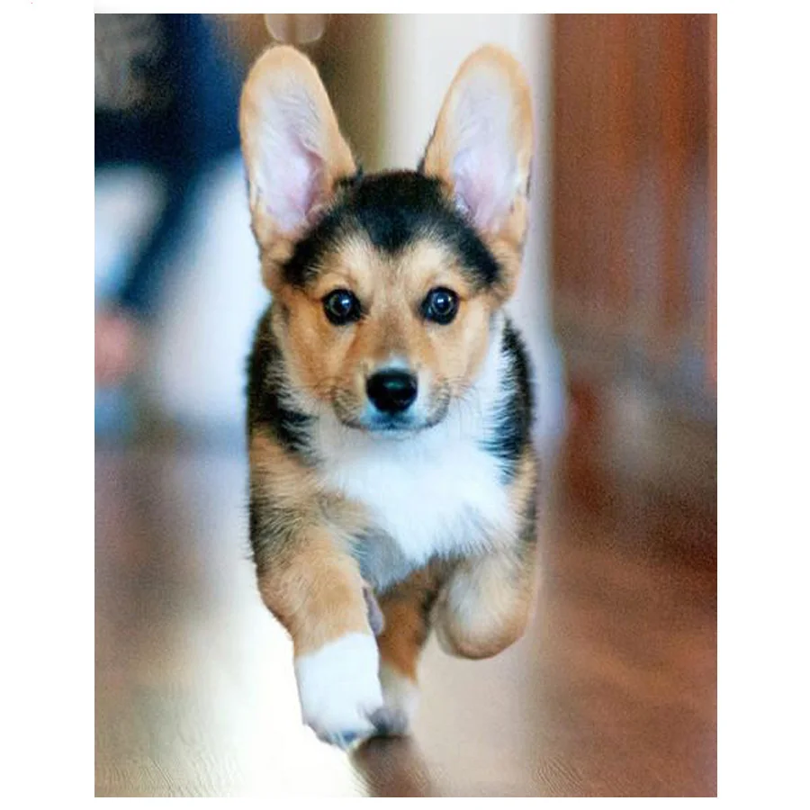 5d полная квадратная круглая мозаика валлийская корги собака 3d Алмазная живопись