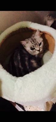 Домик для кошек, питомник, зима, теплый, полузакрытый, кошачьи ушки, плюшевая вилла, удобная, мягкая, глубокая комната для сна, несколько цветов и стилей