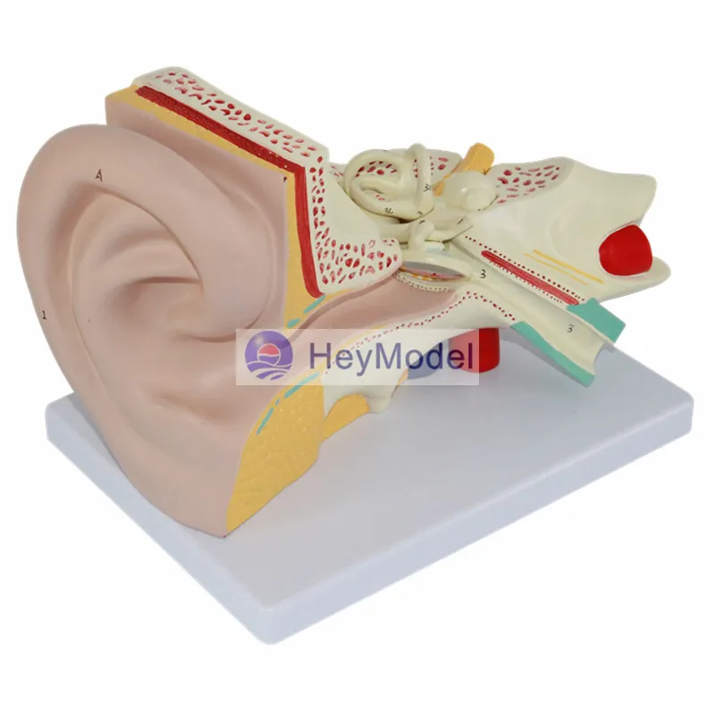 HeyModel модель анатомии человеческого уха | Канцтовары для офиса и дома