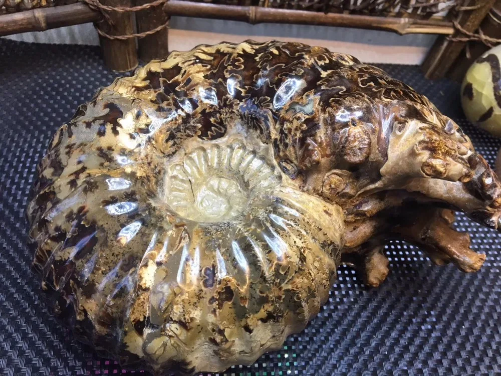 5,2 кг браслет из прородного белого камня fossil образцы Мадагаскара украшения дома фэншуй+ деревянная база