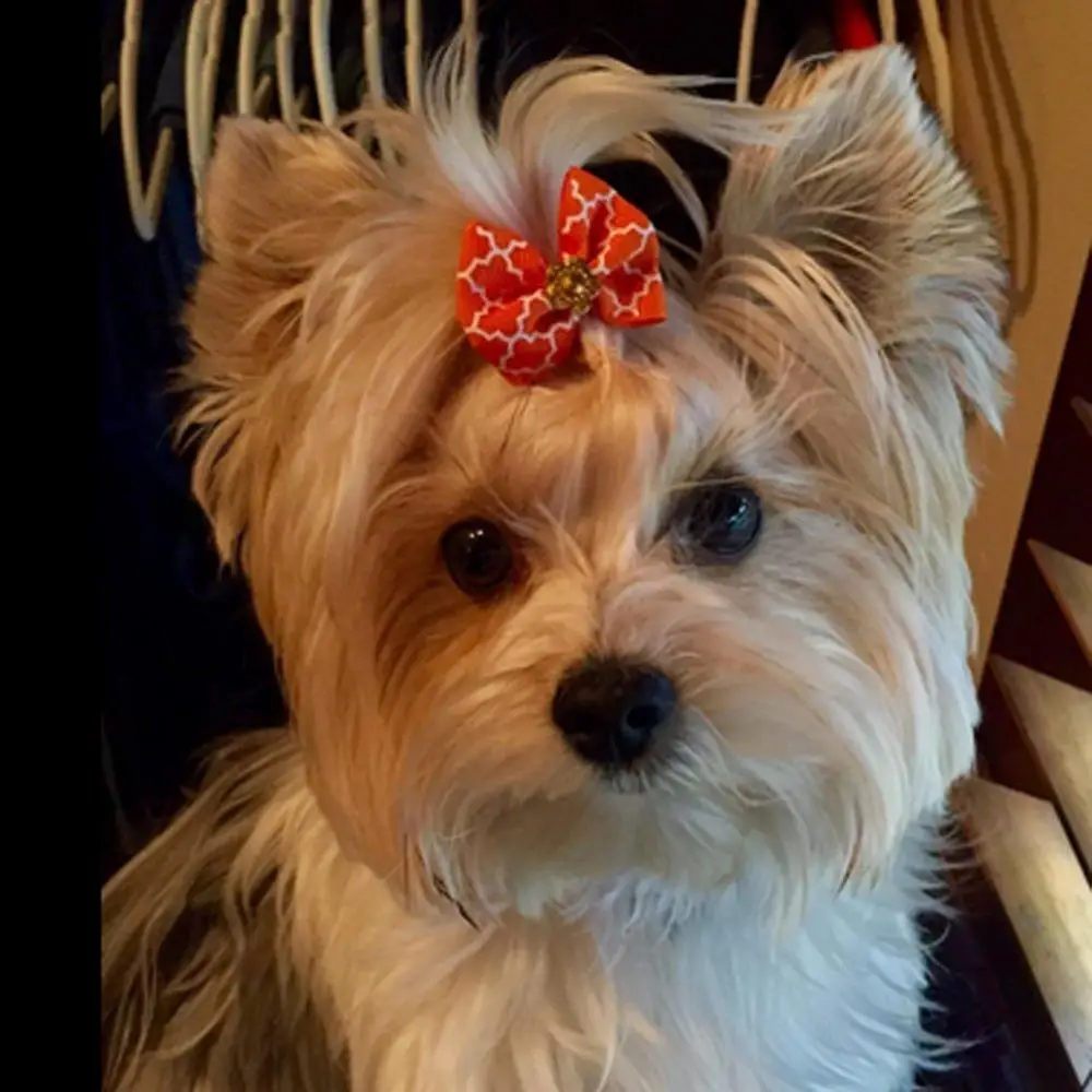 Банты для собак 50 шт./лот с резинками банты из горного хрусталя и жемчуга Topknot