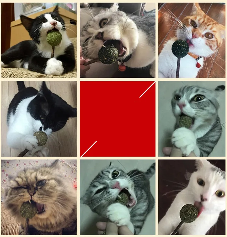 Натуральный кошка игрушка ментоловый аромат котенок обработать мяч котов играя
