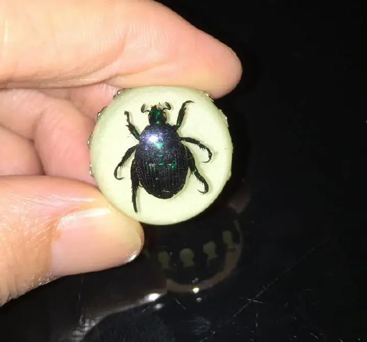 10 шт. 25 мм настоящий Жук Scarab зеленый образец на палец светящееся кольцо декор |