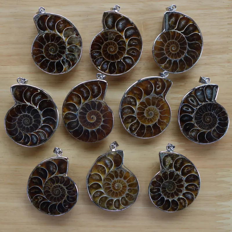 10 шт Бесплатная доставка настоящий аммонит окаменелости оболочки