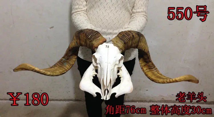 Голова искусства Прямые производители действительно Тибетский череп Овцы