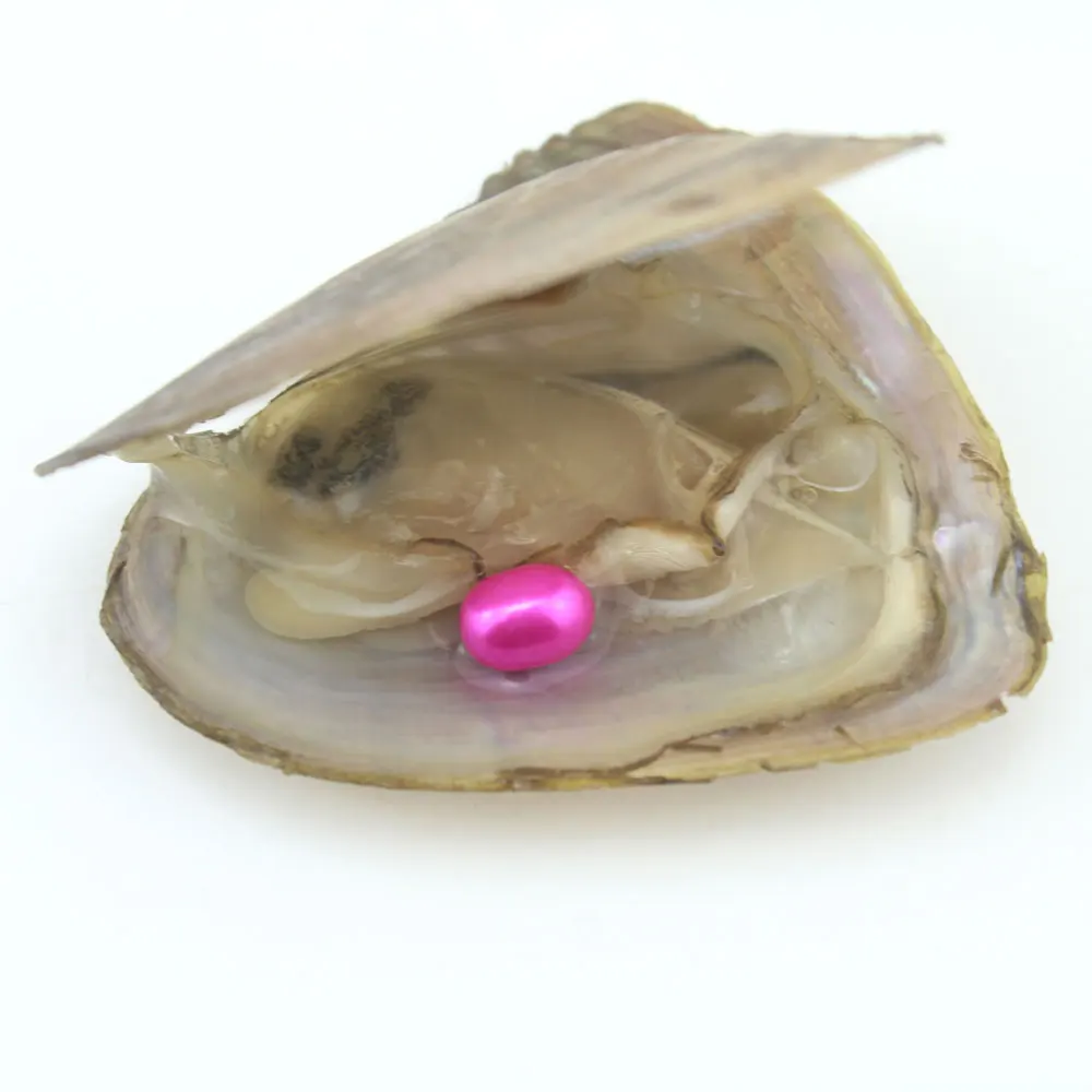 Oyster 100