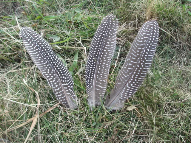 Оптовая продажа 100 шт. редкое Натуральное перо цесарки бесплатная доставка 6-8