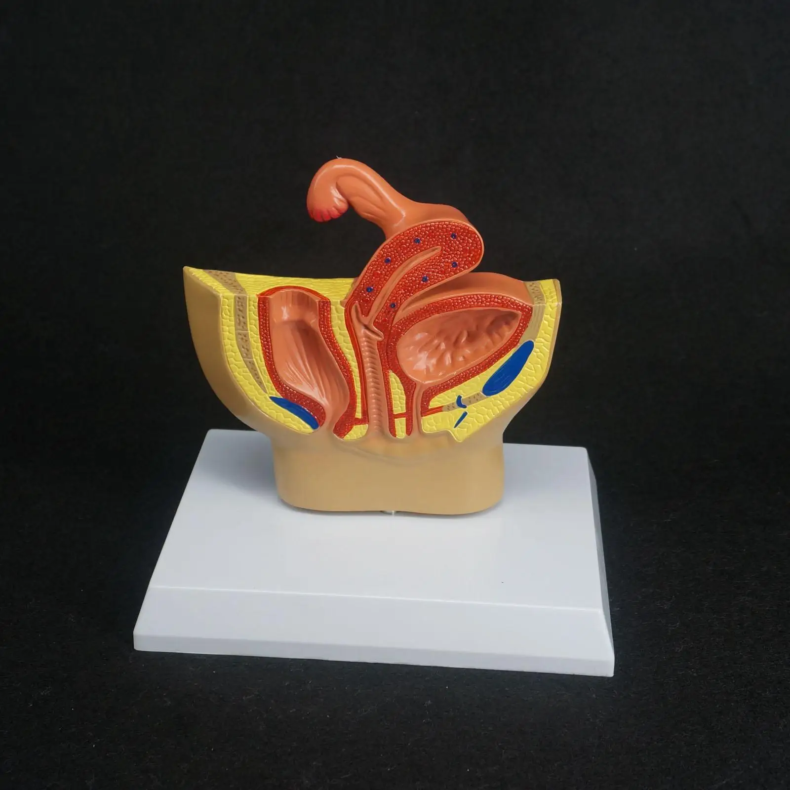Женская Тазовая Гинекологическая модель мочевой репродуктивной системы для