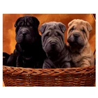 5D Diy алмазная живопись, милая Бриллиантовая вышивка с разными квадратными круглыми животными, алмазная картина на стену