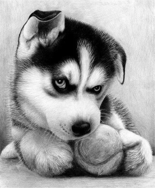 Diy полный квадрат/круглый укроп Алмазная картина Huskies крестиком домашнее