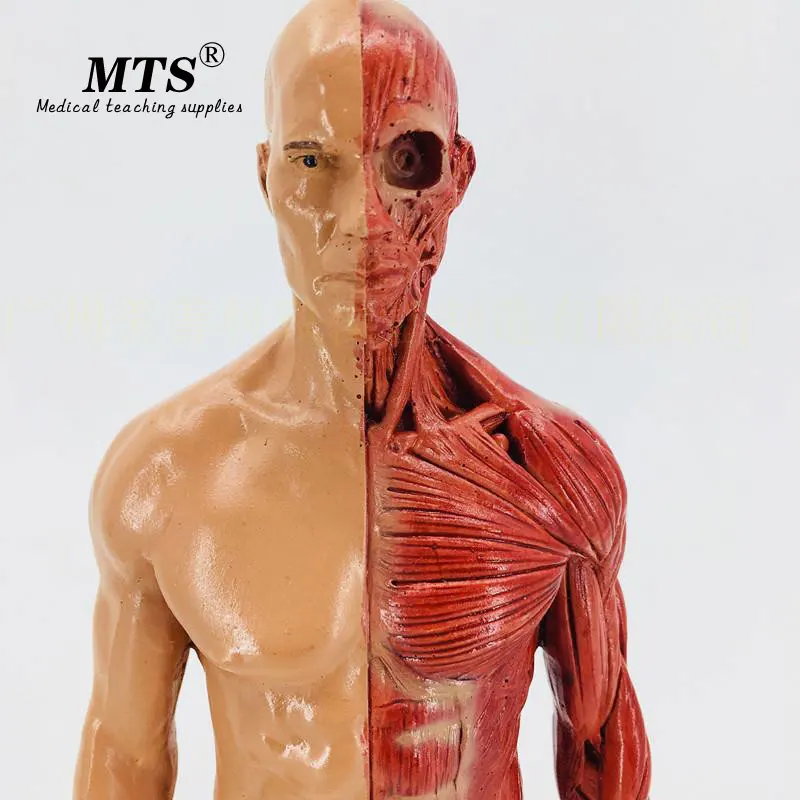 30 см Мужская мышечная анатомическая модель скелета|Медицинская наука| |