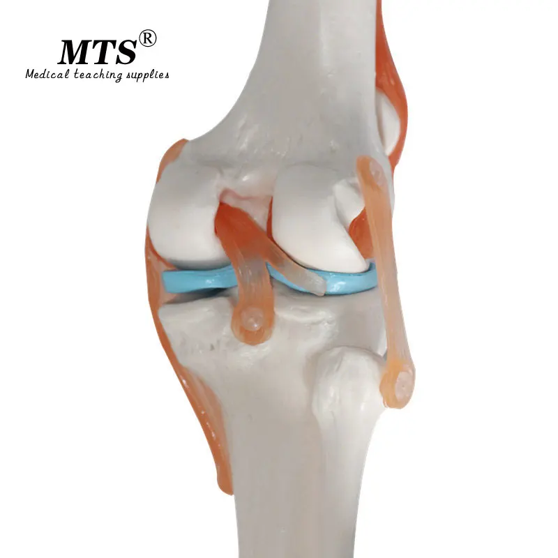 Высококачественный анатомический скелет человека коленный шарнир с связкой