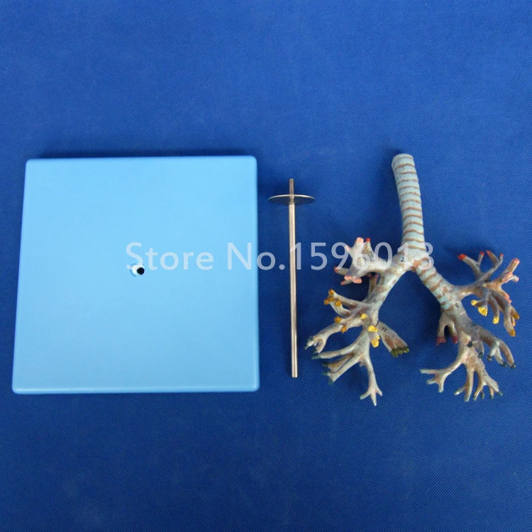 Яркая анатомическая модель бронхиального дерева человека|tree model|model scenery treestree ribbon