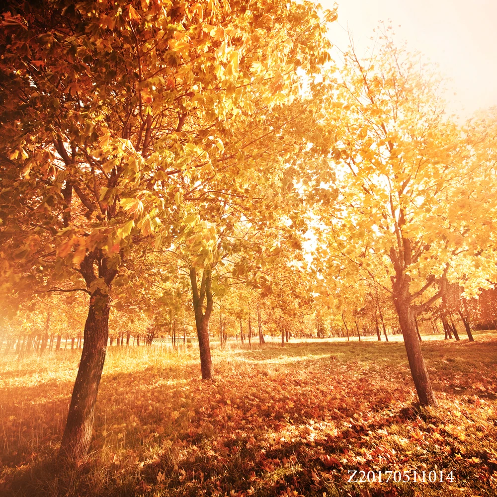 LIFE MAGIC BOX Fall 200x150 см портативный фон для фотосъемки Живописные фоны фотографии лес